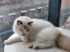 -怪兽屋·羊驼·猫咖·狗咖(俊华广场店)
