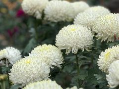 -贵州省植物园