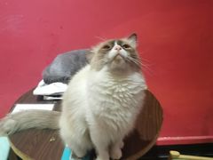 -猫色咖啡·猫咖