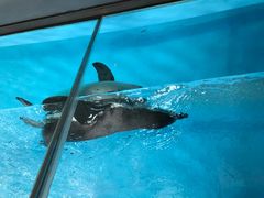 景观位-帝企鹅自助餐厅•儿童岛•真企鹅(长隆企鹅酒店)