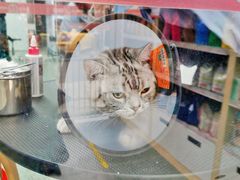 -宠物家(大兴旧宫店)