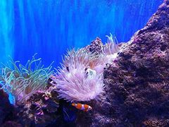 -悉尼海洋生物水族馆