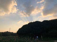 -八卦田遗址公园
