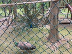 -黄海国家森林公园