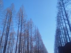 -黄海国家森林公园