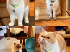 -喵园·猫主题咖啡厅·撸猫·猫咖(国贸店)