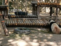 -上海野生动物园