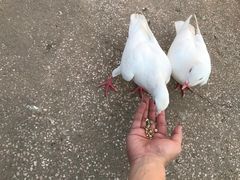 -上海海昌海洋公园