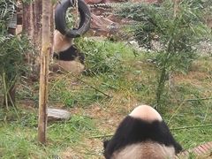 -五龙山野生动物王国