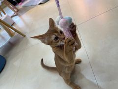 -喵宠乐园·撸猫互动·猫舍