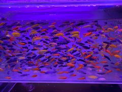 -华声天桥民俗文化园