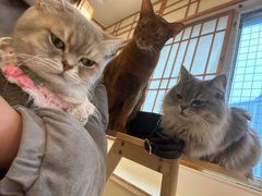-Let's go狗咖·猫咖·奶狗·桌游(春熙路IFS店)
