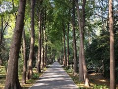 -上海滨江森林公园