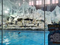 -帝企鹅自助餐厅•儿童岛•真企鹅(长隆企鹅酒店)