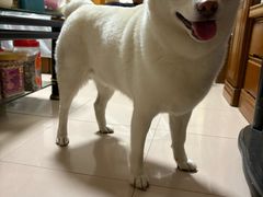 -瑞鹏宠物医院·爱宠堂·骨外专科(西荷分院)