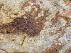 -盱眙红叶龙虾(金源北路店)