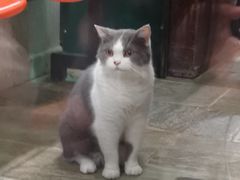 -猫咪博物馆(顶澳仔猫街店)