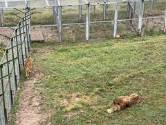 -青藏高原野生动物园