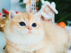 -十年猫舍·猫咪专门店(普陀店)