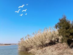 -宁波杭州湾国家湿地公园