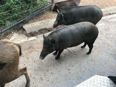 -清迈夜间动物园