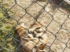 -石家庄市动物园