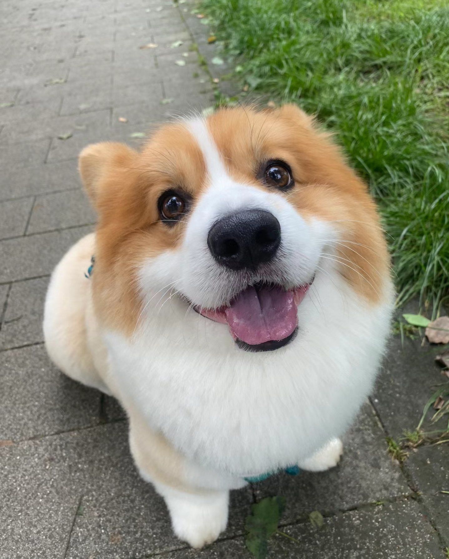 宠物狗狗的日常萌