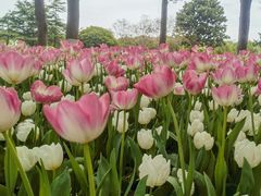 -上海鲜花港