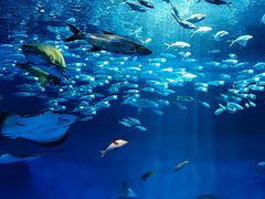 -海合安成都极地海洋公园