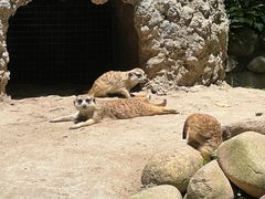 -上海野生动物园