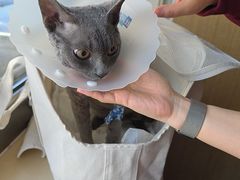 -北京观赏动物医院·24小时大型综合·猫专科·异宠专科