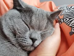 -pd派德宠物中心医院24H急重症·眼科中心·血液透析中心(嵩山北路店)