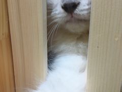 -集宠猫柠宠物生活馆