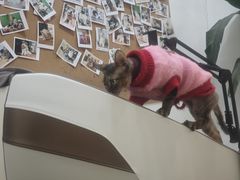 -李小姐の猫咖啡馆(五角场店)