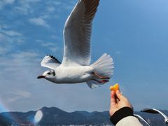 -海埂大坝