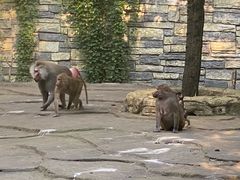 -贵州森林野生动物园
