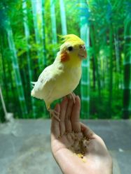 -神奇动物撸宠馆·羊驼·小浣熊·异宠(豫园店)