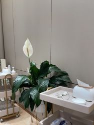 -杭州米兰柏羽医疗美容医院