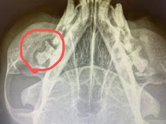 -萌兽医馆·犬猫专科·眼科中心·宠物医院(朝阳门分院)