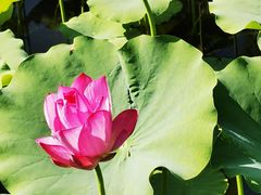 -莲花池公园