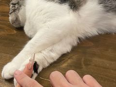 -猫猫幼稚园·撸猫·桌游·电玩