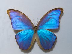 -上海昆虫博物馆