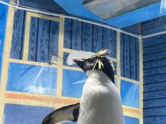 -海合安青岛极地海洋公园