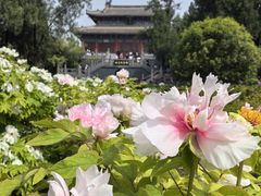 -洛阳白马寺
