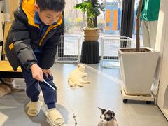 -琪喵猫屋·撸猫猫咖·猫舍