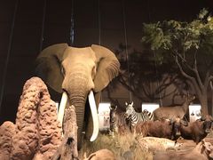 -贝林大翅鲸简餐厅(国家海洋博物馆店)