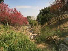 -飞凤山奥体公园