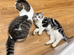 -COLOR PETS 撸猫馆·购猫·猫咖(长风大悦城店)
