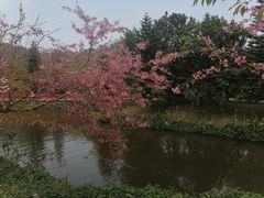 -丹樱生态园