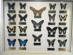 -上海昆虫博物馆